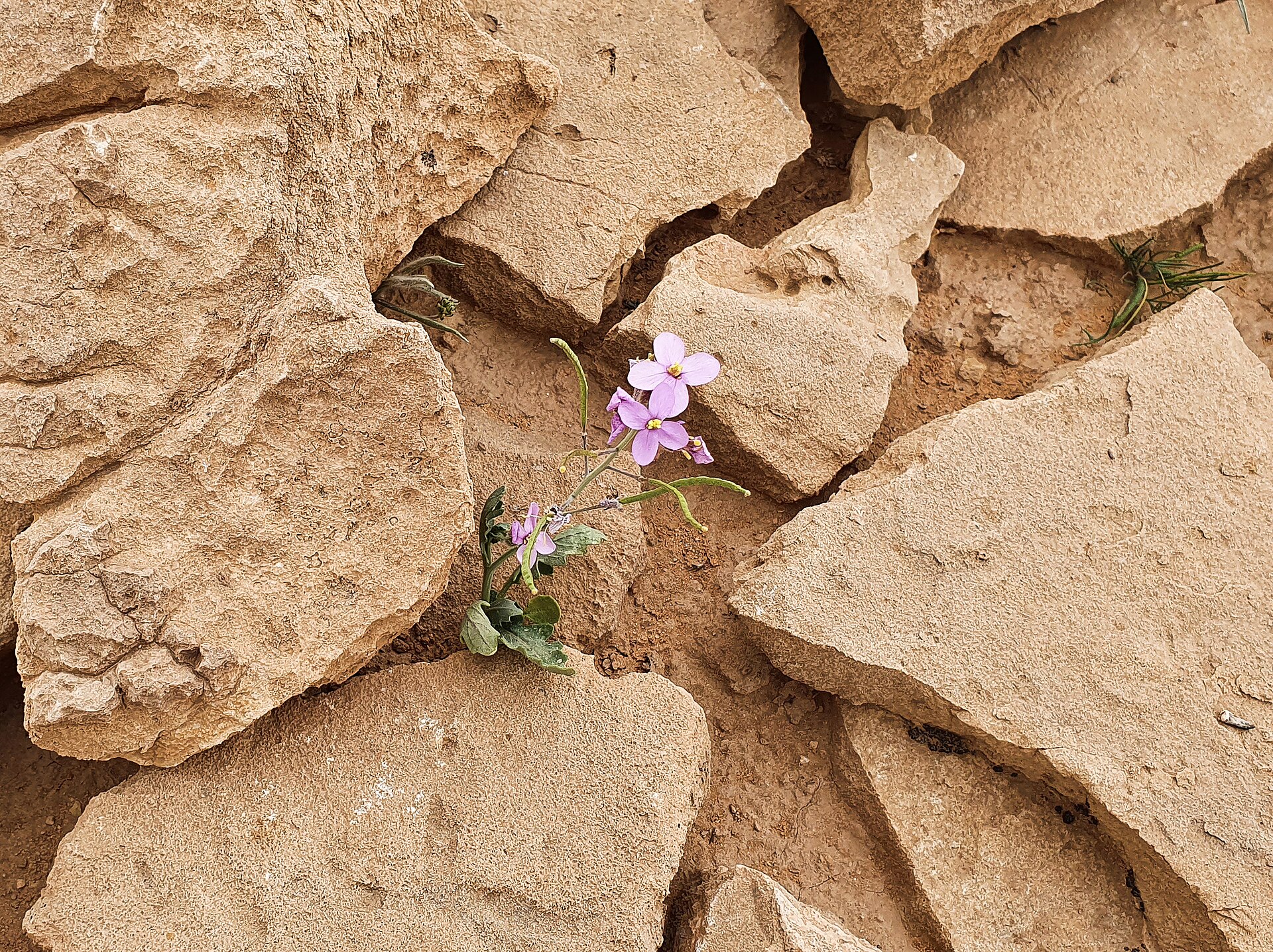 Real desert flowers growing among stones at al-Qarina in Saudi Arabia
